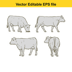 Vector art of collection of four distinct cow drawings, presented from multiple viewpoints on a clean, ideal for agricultural themes