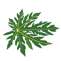 ropical Japanese Papaya Fruit Illustration