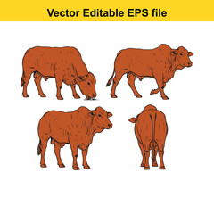 Naklejka premium Vector art of set of four colored brahman cattle illustrations in different poses
