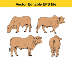 Vector art of set of four brahman cattle illustrations in different poses, , vector editable eps file