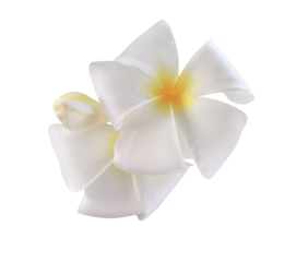 Plumeria or Frangipani or Temple tree flower. Close up white-yellow plumeria flowers bouquet isolated on transparent background.	