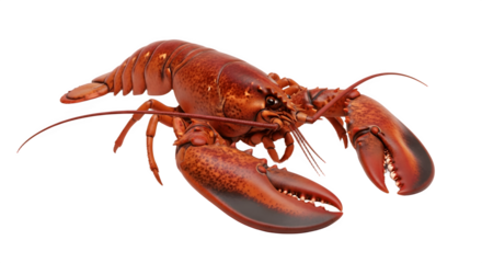 Vibrant Red Lobster Isolated on White Background.