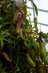 Nepenthes alata can vary strongly in colouration and morphology. Is a tropical pitcher plant endemic in the family Nepenthaceae