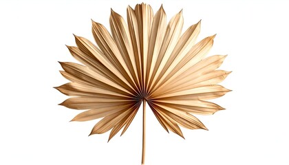 A detailed, isolated view of a dried palm leaf on a clean white background