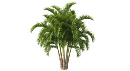 Lush green palm tree with vibrant fronds, perfect for tropical designs, resorts, and exotic summer scenes.