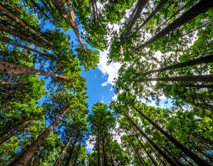 Obraz premium Lush forest canopy, looking up (1)