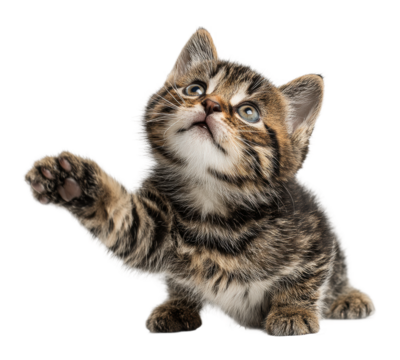 Playful kitten reaching up home animal isolated on transparent background