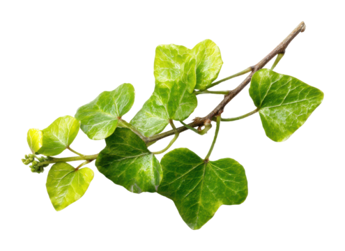 Exploring green ivy leaves nature study home environment isolated on transparent background