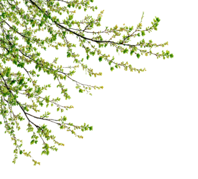 Spring blossoms unfolding nature scene view serenity isolated on transparent background