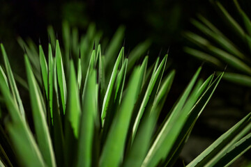 Striking low-light close-up of a sharp, spiky Agave or Yucca plant. The vibrant green leaves and needle-like tips create a mysterious and dramatic texture against the dark background