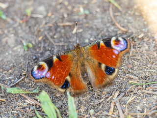 Peacock butterfly on the ground among the grass