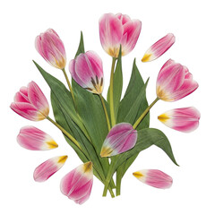 Naklejka premium Pink Tulips with Scattered Petals isolated on a transparent background