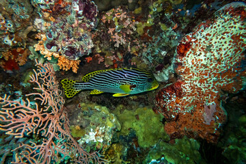 A colorful Oriental Sweetlips fish (Plectorhinchus vittatus) with distinctive black and white stripes and yellow fins rests amidst a vibrant, thriving tropical coral reef.