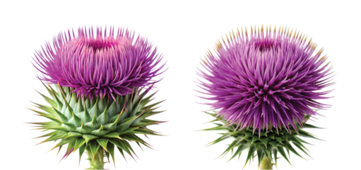 Purple Thistle Head: A close-up PNG of a purple thistle head isolated on transparent background, spiky petals and green stem in sharp detail.