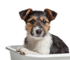 Playful puppy posing in bathtub animal portrait isolated on transparent background