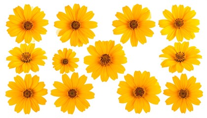 A collection of vibrant yellow daisy-like flowers on white background