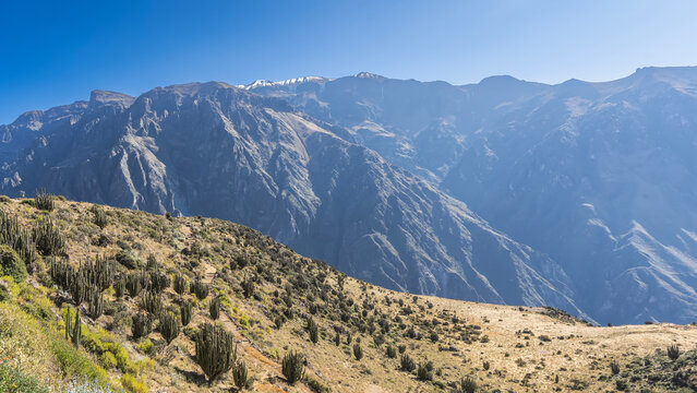 High mountain landscape. The path ascends the hillside. Grassy vegetation on the ground.  A lot of cacti Echinopsis pachanoi are growing . A mountain range with a snow-capped peak, a clear blue sky.
