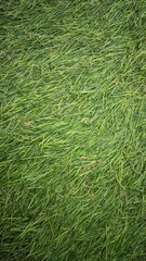 green grass field