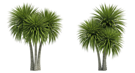 Vibrant green palm trees with textured trunks offer a lush tropical escape for your next design project, bringing natural beauty.