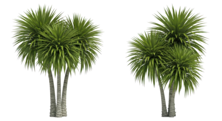 Vibrant green palm trees with textured trunks offer a lush tropical escape for your next design project, bringing natural beauty.