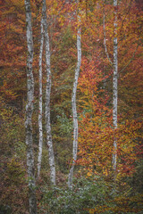 White birch trees among colorful autumn foliage in a peaceful forest