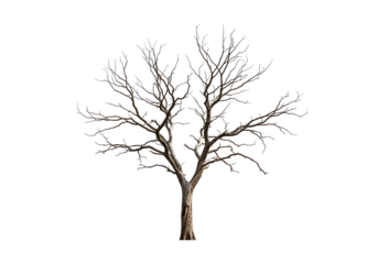 Barren leafless dry tree displays its complex branch structure isolated on a plain grey background.