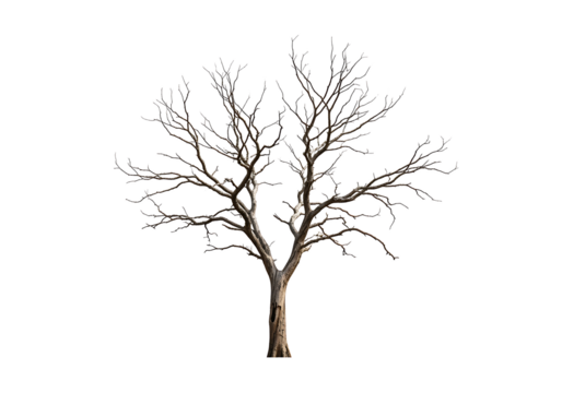 Barren leafless dry tree displays its complex branch structure isolated on a plain grey background.