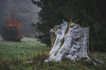 Old tree stump on a misty meadow surrounded by autumn forest