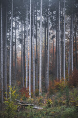 Dense pine forest with tall straight trees and soft natural light