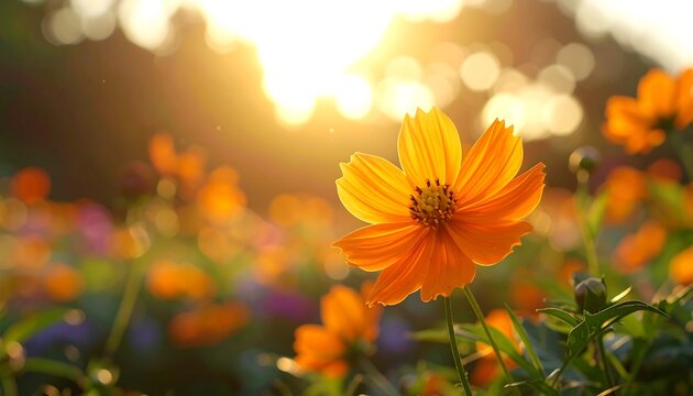 A close-up of a bright orange flower in the sunshine