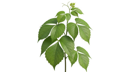 Vibrant green vine with intricate leaves reaching upwards, perfect for nature or growth concepts