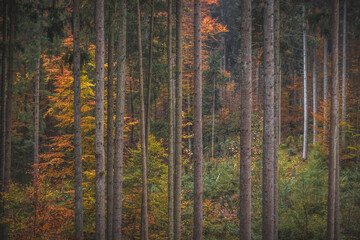 Dense pine forest with tall straight trees and soft natural light