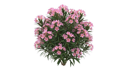 Vibrant pink oleander bush bursting with delicate blossoms and lush green foliage, perfect for garden design and nature scenes