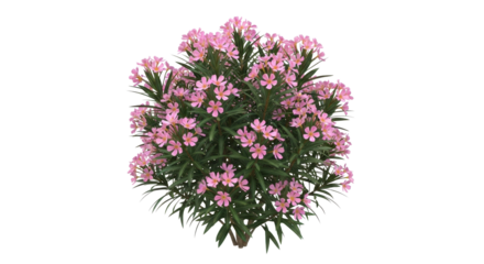 Vibrant pink oleander bush bursting with delicate blossoms and lush green foliage, perfect for garden design and nature scenes