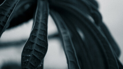 he elegance of simplicity black and white nature photography