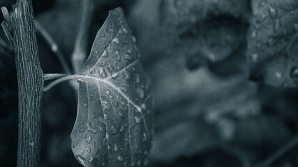 he elegance of simplicity black and white nature photography