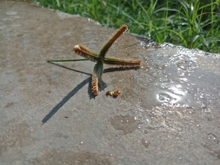Wild plant of thal