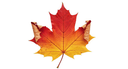 Vibrant gradient maple leaf transitions from fiery red to warm yellow showcasing autumn's stunning natural beauty and seasonal change