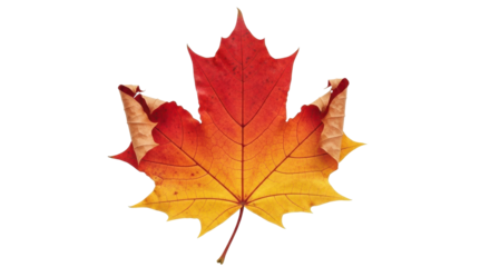 Vibrant gradient maple leaf transitions from fiery red to warm yellow showcasing autumn's stunning natural beauty and seasonal change