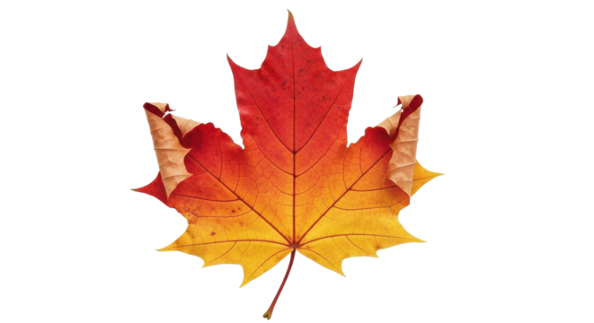 Vibrant gradient maple leaf transitions from fiery red to warm yellow showcasing autumn's stunning natural beauty and seasonal change