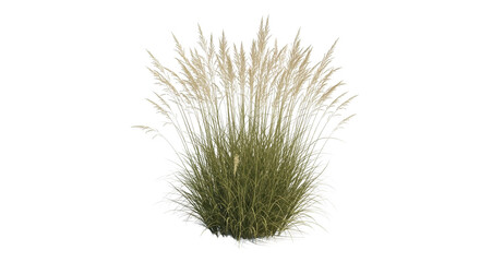 Graceful ornamental grass plumes sway gently creating a serene natural scene perfect for tranquil garden designs