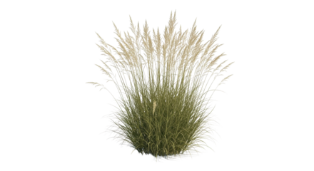 Graceful ornamental grass plumes sway gently creating a serene natural scene perfect for tranquil garden designs