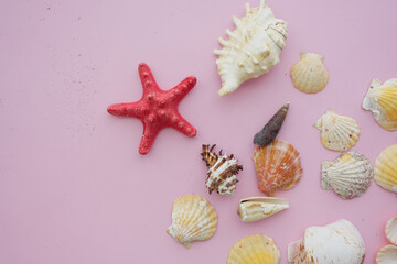 Colorful seashells and a starfish on a pink background