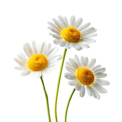 White daisy flowers isolated on white background