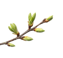 Spring budding action nature plant fresh environment isolated on transparent background