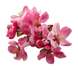 Cherry blossom blooming in spring nature scene isolated on transparent background