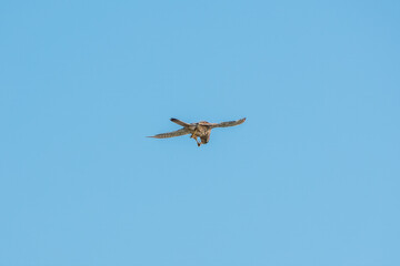 Common kestrel, Falco tinnunculus, hovered in the air in search of prey