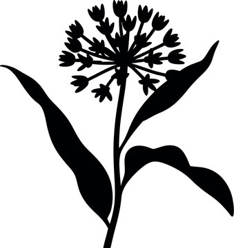 Black silhouette of a milkweed flower and leaves plant