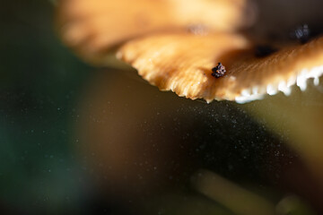 Brown mushroom appears to release its spores during autumn in Highlands Hammock State Park, Florida.
