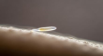 Microscopic view of a single sperm cell swimming towards an egg cell.